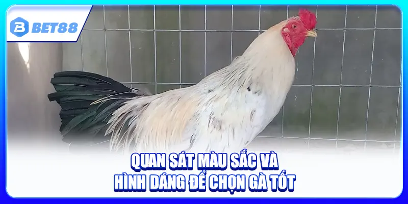 Phân Biệt Gà Chuối Cực Dễ