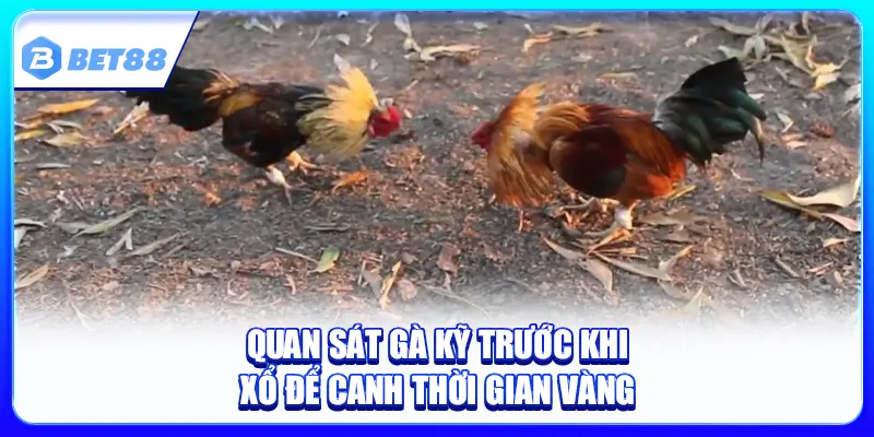 Thời Điểm Xổ Gà Hợp Lý