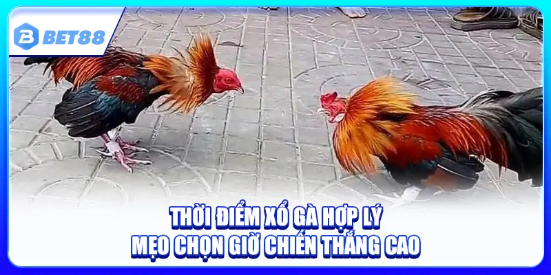 Thời Điểm Xổ Gà Hợp Lý